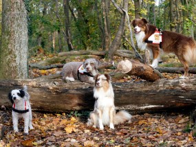 Engagierte Vierbeiner der Rettungshundestaffel