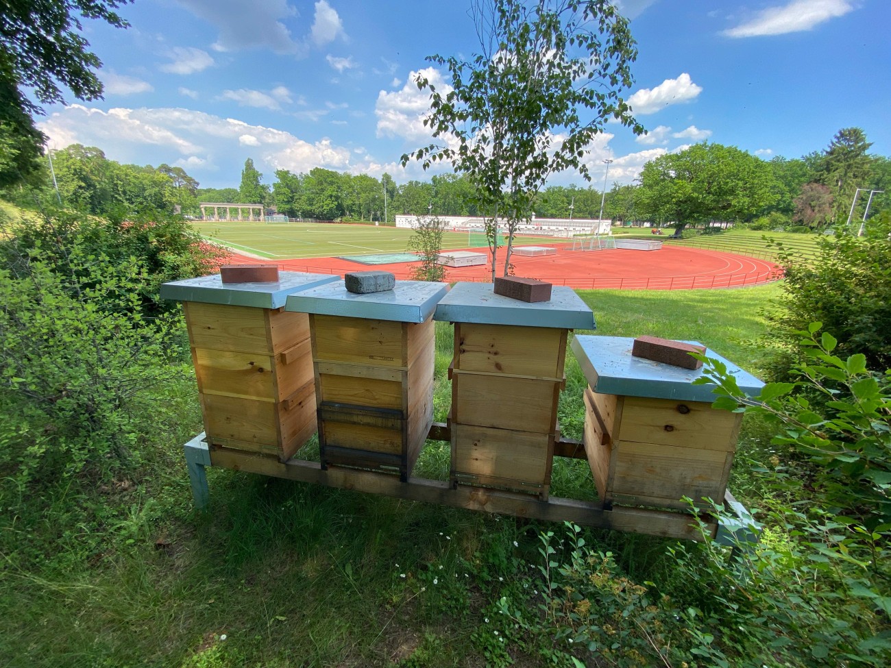 Nachhaltigkeit_Bienen